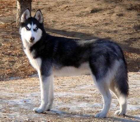 siberian husky  big dog breeds