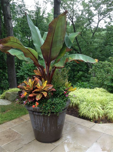 Tropical Elegance Patio Plants Garden Containers Tropical Garden