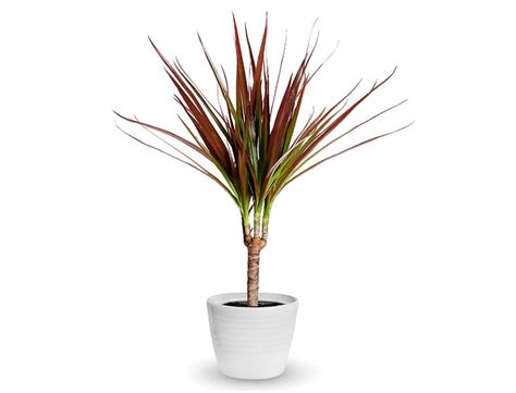 Our 30 Best Indoor Plants Easy To Care For House Plants Guide