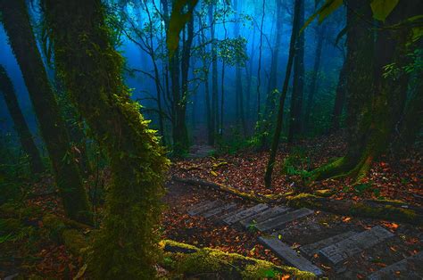 壁纸 阳光 森林 性质 摄影 绿色 荒野 丛林 雨林 湿地 树 秋季 截图 林地 栖息地 自然环境 大气现象