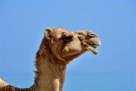 Camel Dromedary Head Desert Free Photo On Pixabay