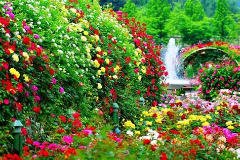 Cómo Diseñar Un Jardín Florido Exhibiendo La Elegancia De La Naturaleza
