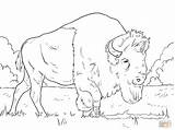 Bison Bisonte Dibujo Grazing Indianen Pascolo Grasses Pastando Kleurplaten Tooling sketch template