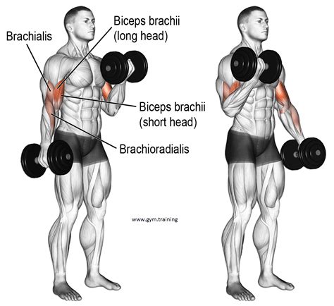 View Workout For Arm Muscles Images