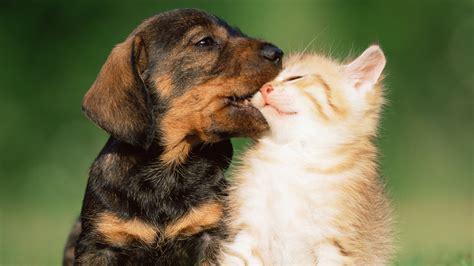 Puppies Vs Kittens Who Will Win The Cute Contest