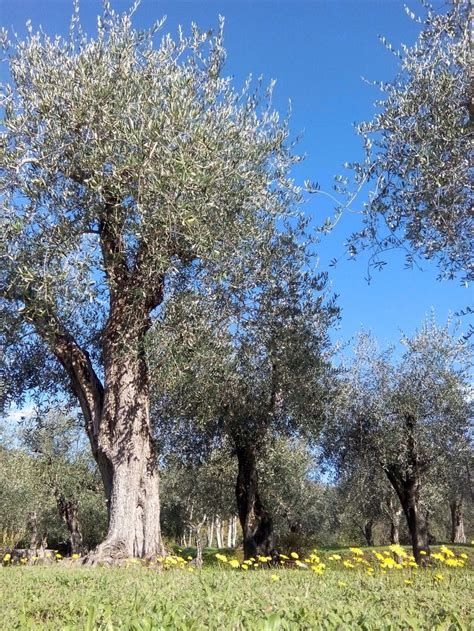 3,687 likes · 9 were here. Oliveti Toscani | Toskana