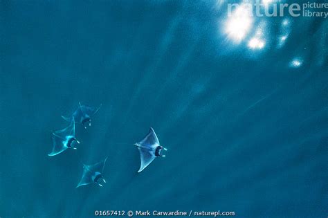 Stock Photo Of Spinetail Devil Ray Mobula Mobular Four With Rays Of