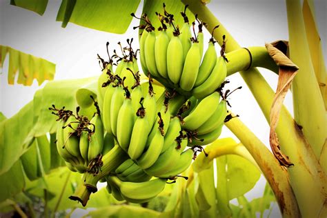 Bunch Ripening Bananas Tree Free Stock Photo Public Domain Pictures