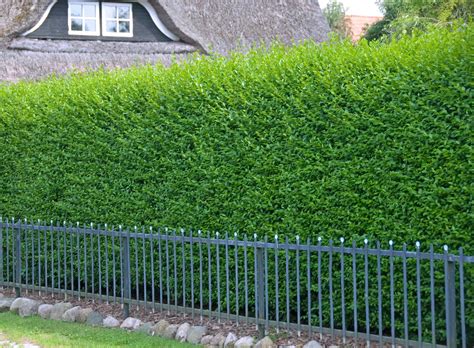 Fast Growing Hedges Fast Growing Hedging Plants Fast Tall Hedge