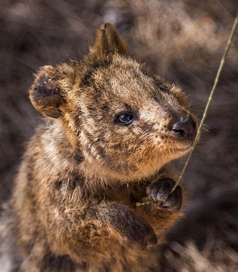 There are 45 smiling quokka for sale on etsy, and they. Quokkas Are The Happiest Animals In The World - Baby ...