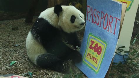 Panda Twins Sweet Send Off From Zoo Atlanta