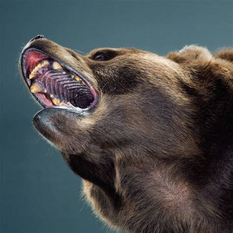 Bear Portraits By Jill Greenberg Bear Kodiak Bear Animals