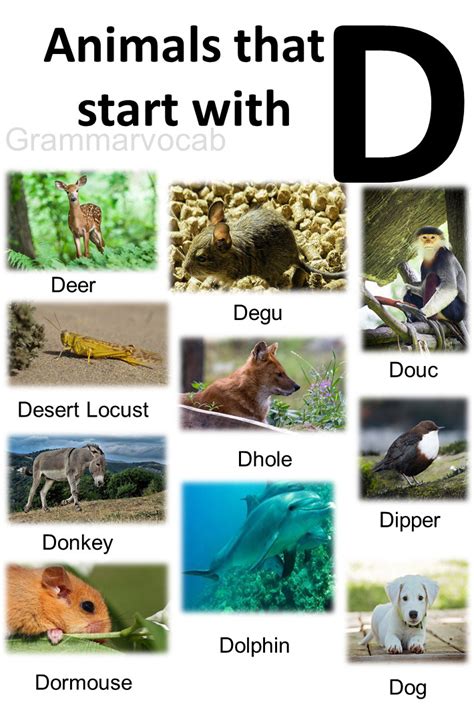 Amazing Animals Starting With D Facts And Images Grammarvocab