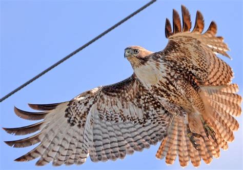 Six Quick Questions To Help You Identify Red Tailed Hawks Red Tailed