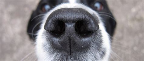 Dogs Cold Noses Are Ultra Sensitive Heat Detectors Bbc Science