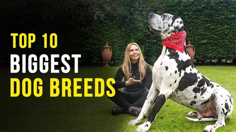 Top 10 Biggest Dog Breeds Ever Biggest Dog In The World Youtube