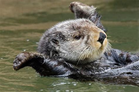 Otters Cute Sea Otter Otters