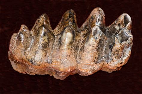 Mastodon Teeth Fossil Photograph By Millard H Sharp Pixels