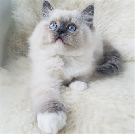 Blue Point Mitted Ragdoll Flower Baby Ragdolls Cats And Kittens