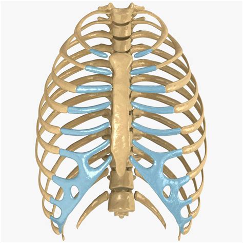 The average skeleton contains 24 individual ribs, formed in 12. human rib cage 3d model
