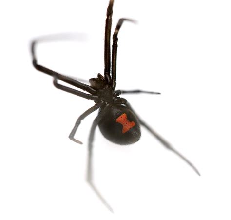 Pest Control Services Tulsa And Broken Arrow Ok Black Widow Spiders