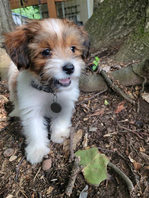 Dog for Adoption - Maxwell, a Shih Tzu in Greensboro, NC | Alpha Paw