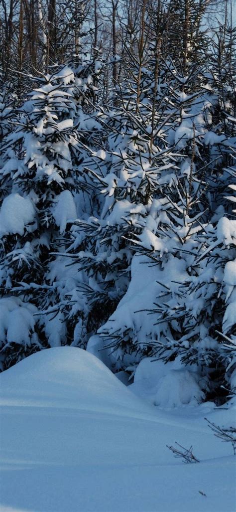 Winter Fir Trees Snow 1080x2340