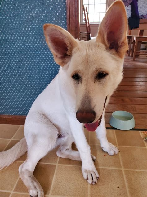 German shepherd puppies require minimal grooming attention, with the occasional bath and brushing. German Shepherd Puppies For Sale | Hebron, CT #328710
