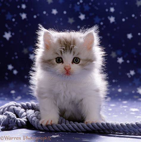 Cute Fluffy Silver And White Kitten Photo Wp15529
