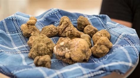 The Truth About Italys White Truffles Bbc Travel