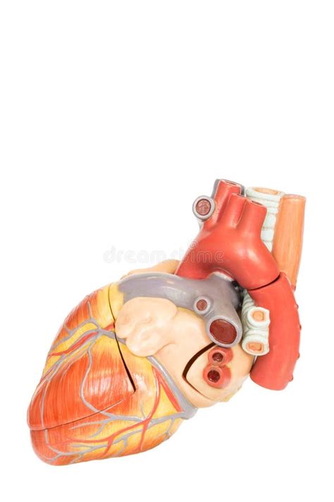 Human Heart Model Side View Stock Image Image 36206657