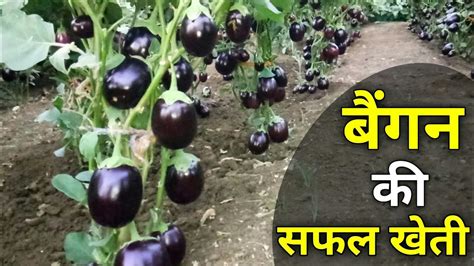 Brinjal Farming Full Video Eggplants Farming And Cultivation बैंगन