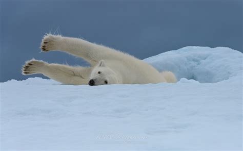 Polar Bear Stretching On The Iceberg Along Spitsbergen Coast Svalbard