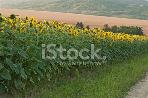 Free Free 228 Sunflower Water Bottle Tracker Svg SVG PNG EPS DXF File