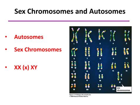 Ppt Chromosomes And Human Inheritance Patterns Of Inheritance Free