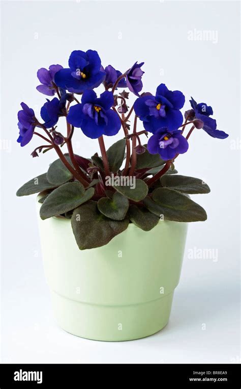 Saintpaulia African Violet Saintpaulia Ionantha Hybrid Potted Plant