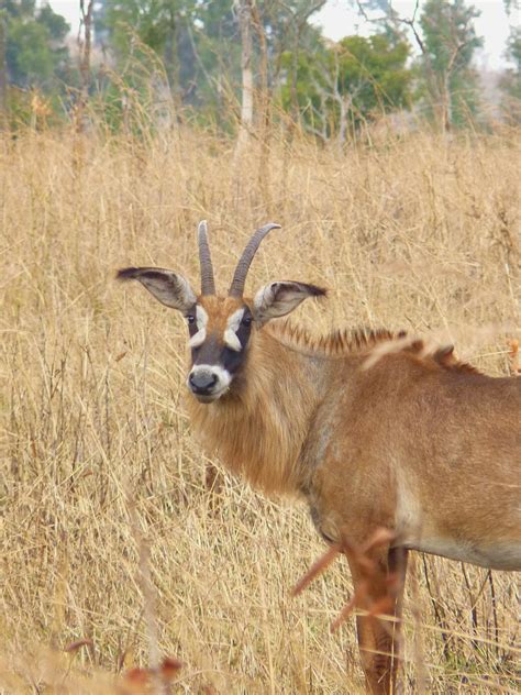 Is the bluebuck a subspecies of the roan antelope? Birding For Pleasure: ROAN ANTELOPE