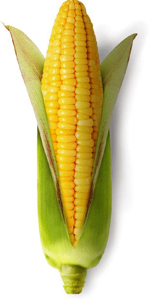Nos engagements : Le maïs - Géant Vert