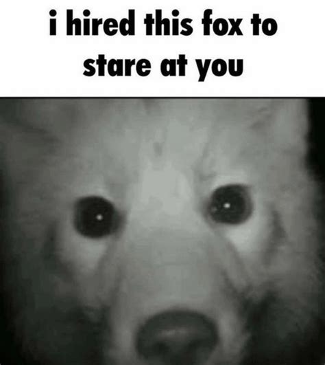 I Have Hired This Fox To Stare At You Meme I Have Hired X To Stare At