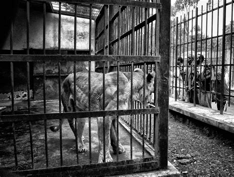 Caged Addis Ababa Zoo Rod Waddington Flickr