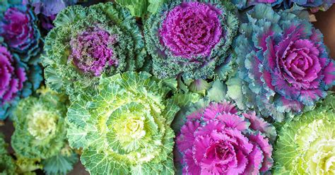 Is Nagoya Red Flowering Kale Edible Best Flower Site