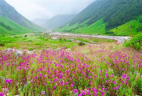 Uttarakhand Valley Of Flowers Is Now Open For Tourists Times Of