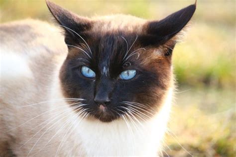 Free Images Siamese Vertebrate Whiskers Fauna Tonkinese Cat Like
