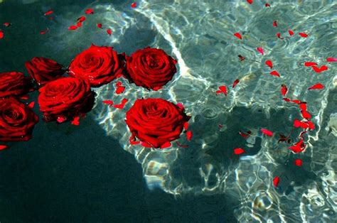 Pinterest Universexox ♏ Dark Red Roses Aesthetic