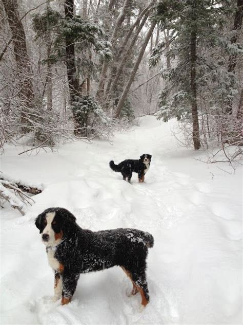 Bernese Mountain Dog Puppies In The Snow Bernese Mountain Dog Puppy