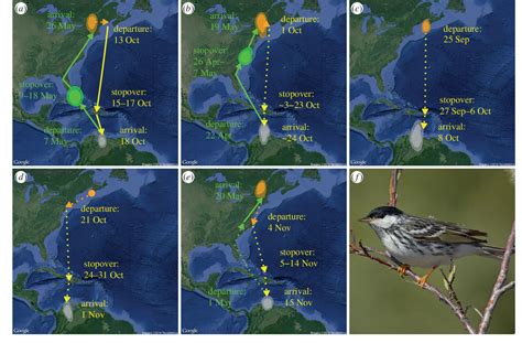 Blackpoll Warbler Migration Map