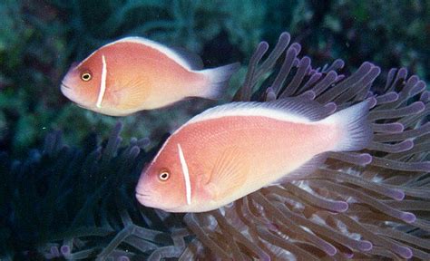 Pink Skunk Anemonefish Clownfish Saltwater Fish Profile Reef Builders
