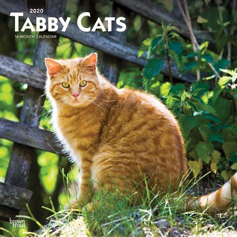 Tabby Cat Calendar 2024 Printable Word Searches