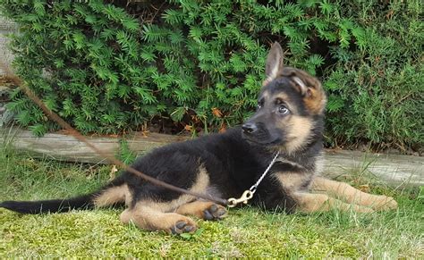 Cyrus World Class Male German Shepherd Puppy Mans Best Friend