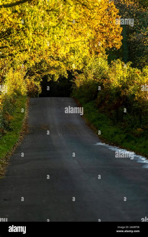 Rural Country Road Nr Penalt Monmouthshire With Autumnal Arch Of